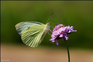 Byk Beyazmelek  (Pieris brassicae)