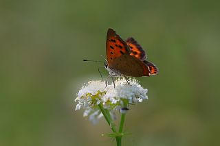 Benekli Bakr Gzeli (Lycaena phlaeas)