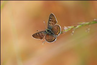 sli Bakr Gzeli (Lycaena tityrus)