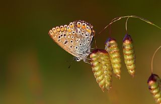 okgzl Mavi (Polyommatus icarus)