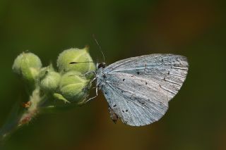 Kutsal Mavi (Celastrina argiolus)