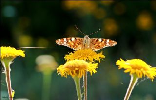 Diken Kelebei (Vanessa cardui)