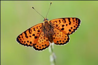 Benekli parhan (Melitaea didyma)