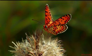 Benekli parhan (Melitaea didyma)