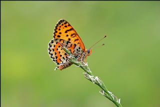 Benekli parhan (Melitaea didyma)