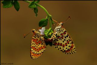 Benekli parhan (Melitaea didyma)