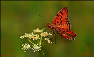 Benekli parhan (Melitaea didyma)