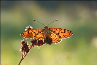 Benekli parhan (Melitaea didyma)