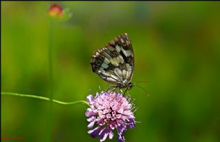 Orman Melikesi (Melanargia galathea)