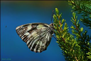 Orman Melikesi (Melanargia galathea)