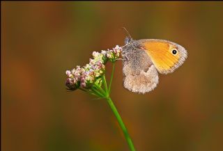 Kk Zpzp Perisi (Coenonympha pamphilus)