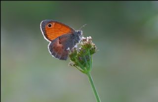 Kk Zpzp Perisi (Coenonympha pamphilus)