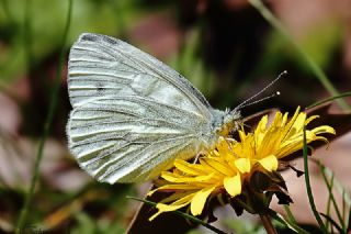 Yalanc Beyazmelek (Pieris pseudorapae)