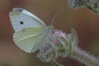 Byk Beyazmelek  (Pieris brassicae)