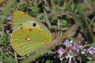 Gzel Azamet (Colias alfacariensis)