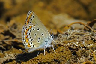 Doulu Esmergz (Plebejus carmon)