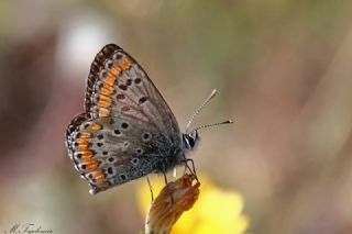 okgzl Esmer (Aricia agestis)