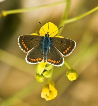 okgzl Esmer (Aricia agestis)