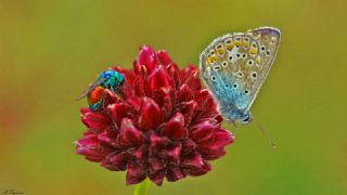 okgzl Mavi (Polyommatus icarus)