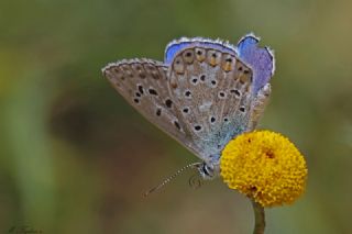 okgzl Gk Mavisi (Polyommatus bellargus)