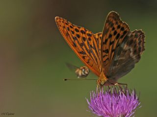 Cengaver (Argynnis paphia)