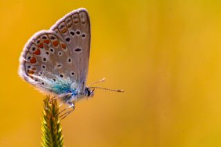 okgzl Meneke Mavisi (Polyommatus thersites)