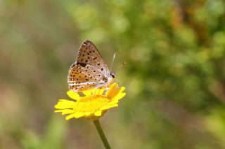 sli Bakr Gzeli (Lycaena tityrus)