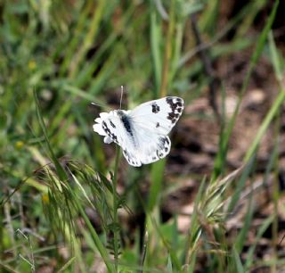 Yeni Beneklimelek (Pontia edusa)