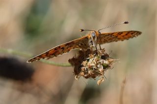 Gzel parhan (Melitaea trivia)