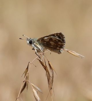 Kzl Zpzp (Spialia orbifer)