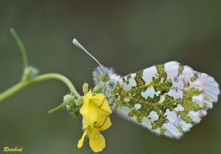 Turuncu Ssl (Anthocharis cardamines)