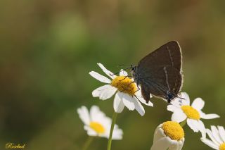 G�zel Sevbeni&nbsp;(Satyrium&nbsp;spini)
