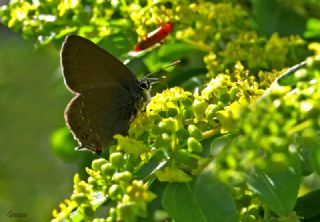 Byk Sevbeni (Satyrium ilicis)