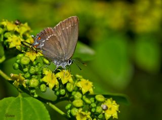 Byk Sevbeni (Satyrium ilicis)