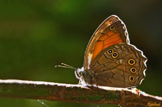 Aa Esmeri (Kirinia roxelana)