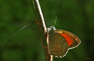 Aa Esmeri (Kirinia roxelana)