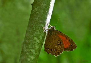 Aa Esmeri (Kirinia roxelana)