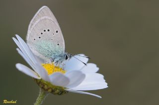 Karagz Mavisi (Glaucopsyche alexis)