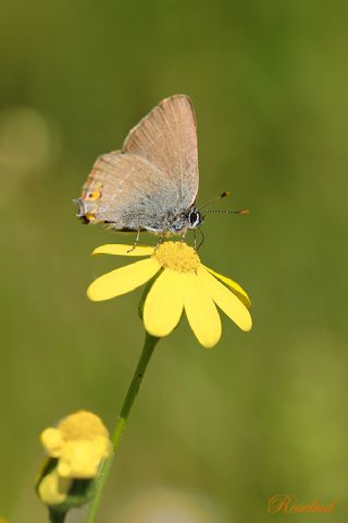 Minik Sevbeni (Satyrium acaciae)