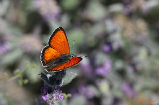 Ate Bakr Gzeli (Lycaena candens)