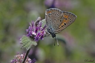 Ate Bakr Gzeli (Lycaena candens)