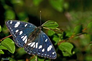 Akdeniz Hanmeli Kelebei (Limenitis reducta)