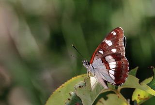 Akdeniz Hanmeli Kelebei (Limenitis reducta)