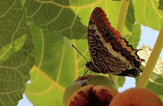 ift Kuyruklu Paa (Charaxes jasius )