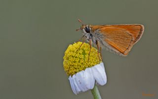 Sar Antenli Zpzp (Thymelicus sylvestris)