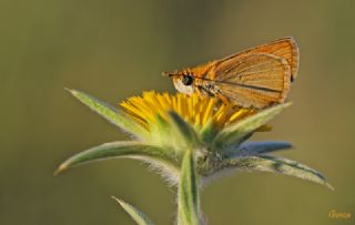 Sar Lekeli Zpzp (Thymelicus acteon)