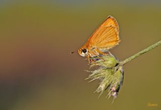 Sar Antenli Zpzp (Thymelicus sylvestris)