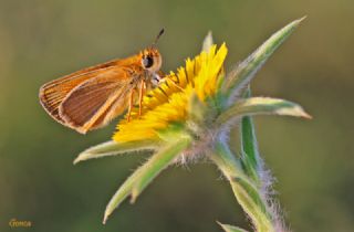 Sar Antenli Zpzp (Thymelicus sylvestris)