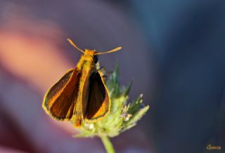 Sar Lekeli Zpzp (Thymelicus acteon)