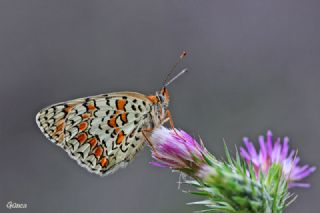 Cezayirli parhan (Melitaea ornata)